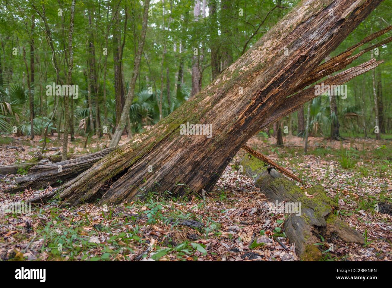 A dead tree leaning in a Florida forest over another fallen tree. Halpata Tastanaki Preserve. Dunnellon Florida. Stock Photo