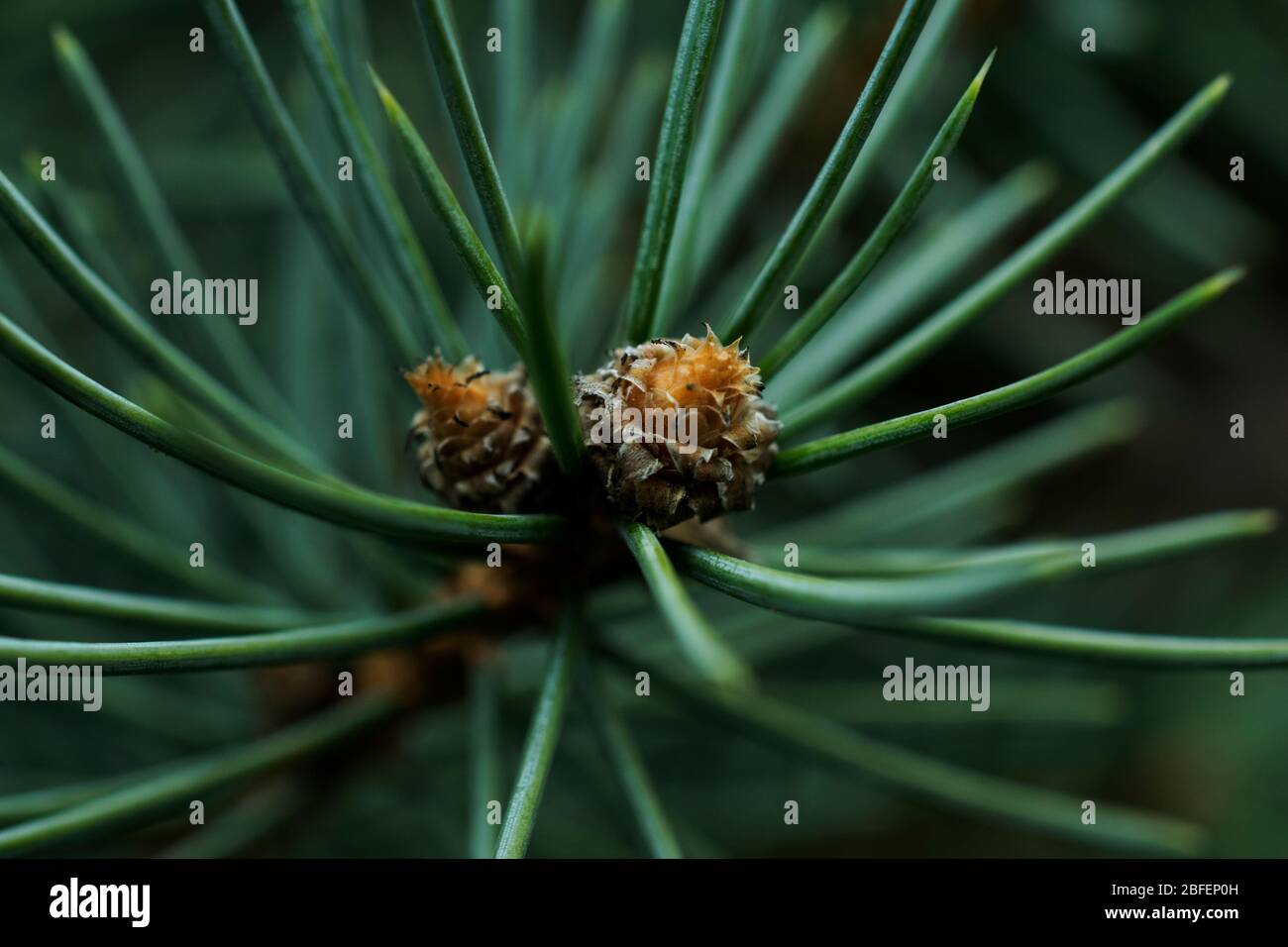 Tiny Rasmussen Pine Cone - Small