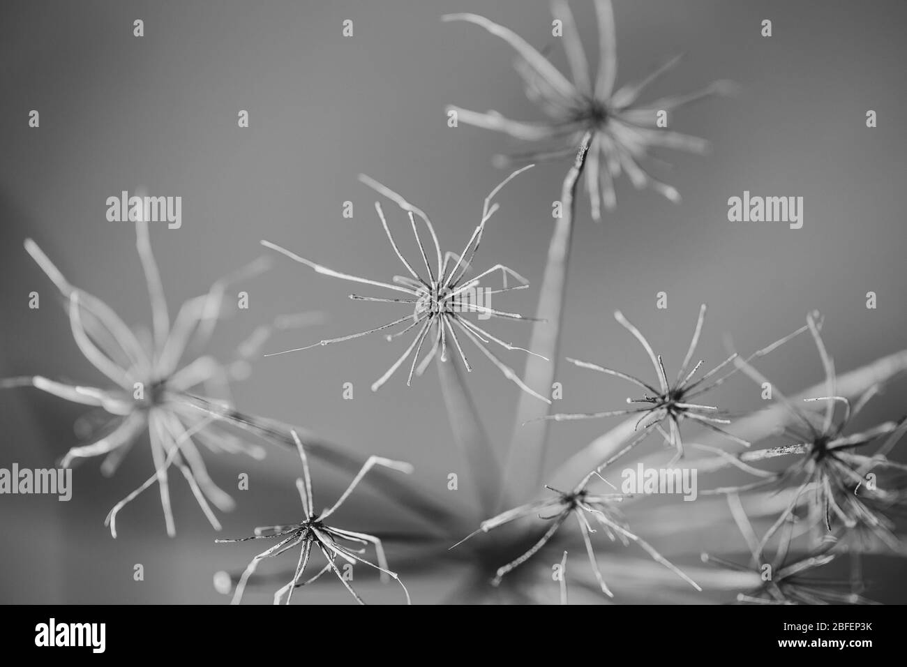 Dried plant Stock Photo