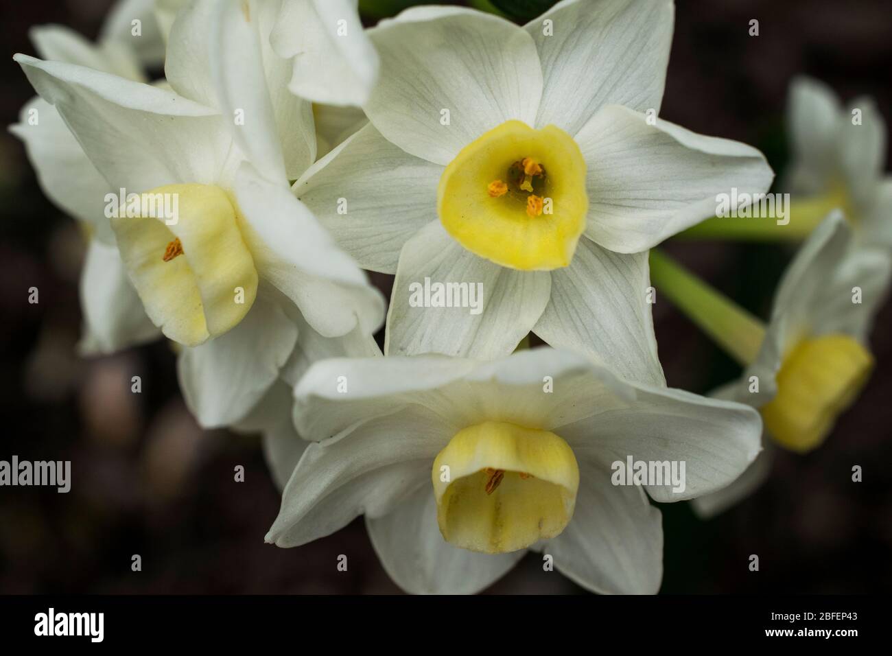 Three White and Yellow Daffodils Stock Photo