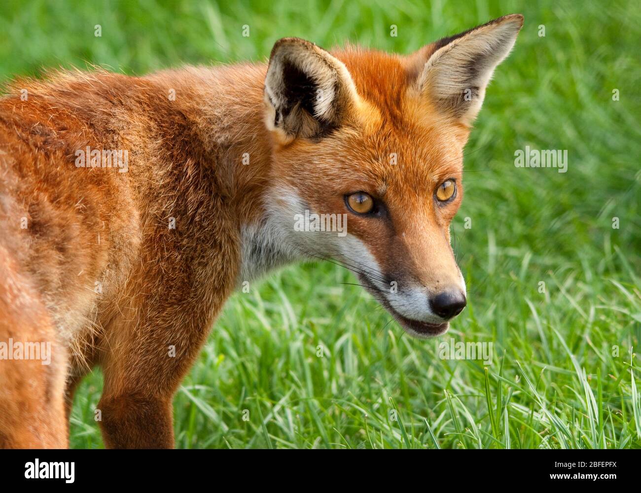 Fox Vulpes vulpes red brown fur white underside throat chin and inside ears black on ears and legs forward looking eyes dog like pointed  muzzle Stock Photo