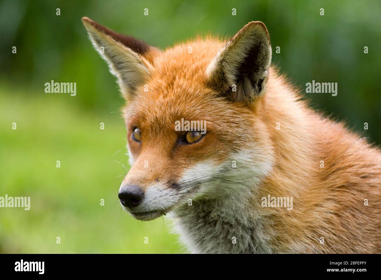Fox Vulpes vulpes red brown fur white underside throat chin and inside ears black on ears and legs forward looking eyes dog like pointed  muzzle Stock Photo