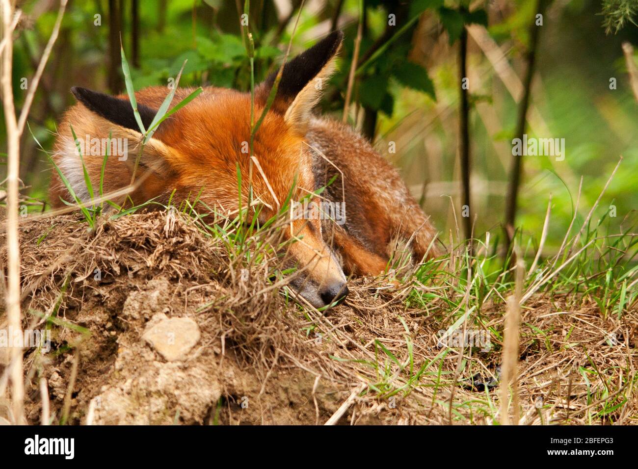 Fox Vulpes vulpes red fur white underside throat chin and inside ears black on ears and legs forward looking eyes dog like pointed  muzzle resting Stock Photo