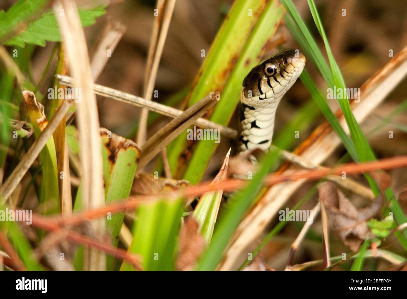 Grass snake Natrix natrix greenish body with dark blotches along flanks white underside with dark markings. Has round pupils and a yellow neck collar Stock Photo