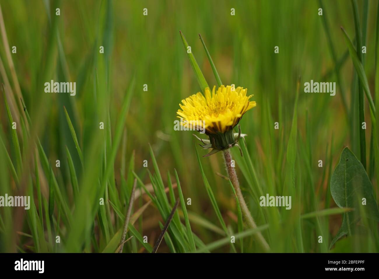 yellow dandelion growing in a green grass. Stock Photo