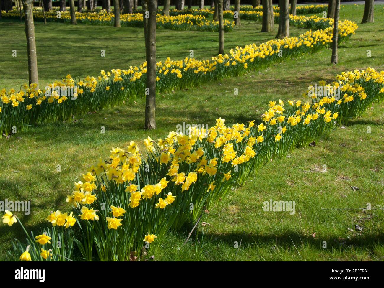 Daffodils in serried ranks on the approach to RAF Cranwell Stock Photo