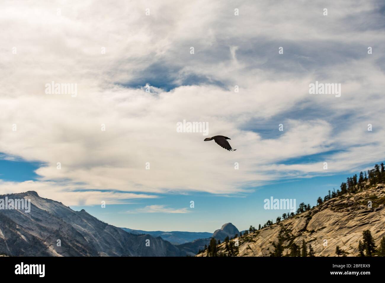 Crow flies over the landscape seen from Olmsted Point in Yosemite National Park, California, USA Stock Photo