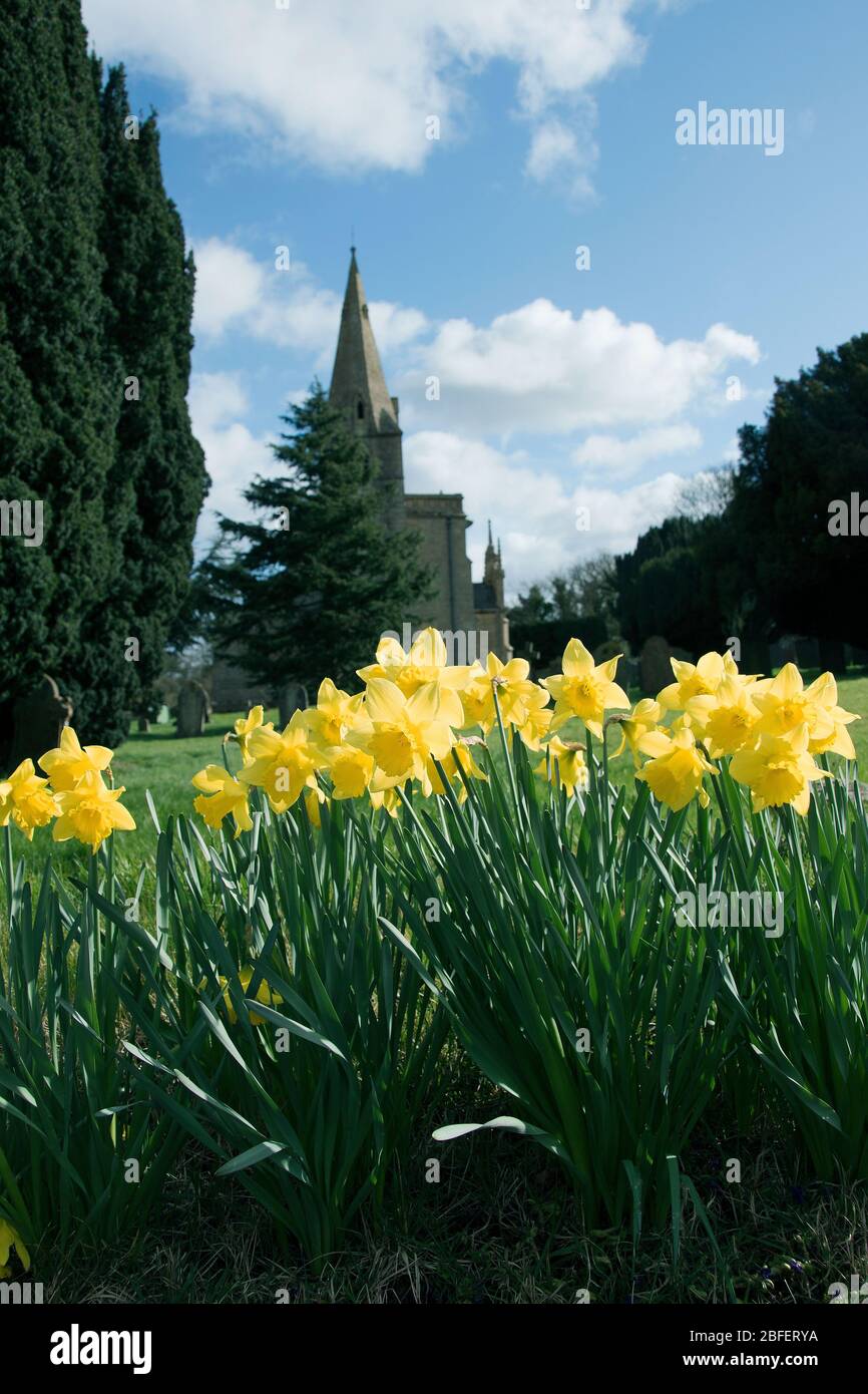 A host of classic large trumpet  golden daffodils in St Bartholomew's Churchyard, Welby Stock Photo