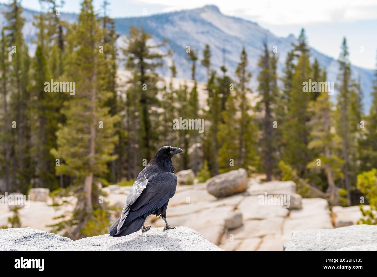 Crow on the edge of Olmsted Point lookout in Yosemite National Park, California, USA Stock Photo