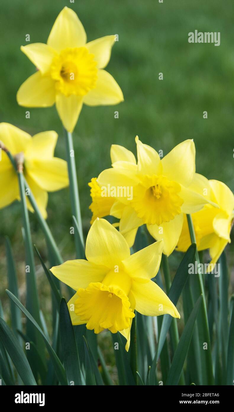 Large Golden Division 1 yellow daffodils - likely 'King Alfred' Stock Photo