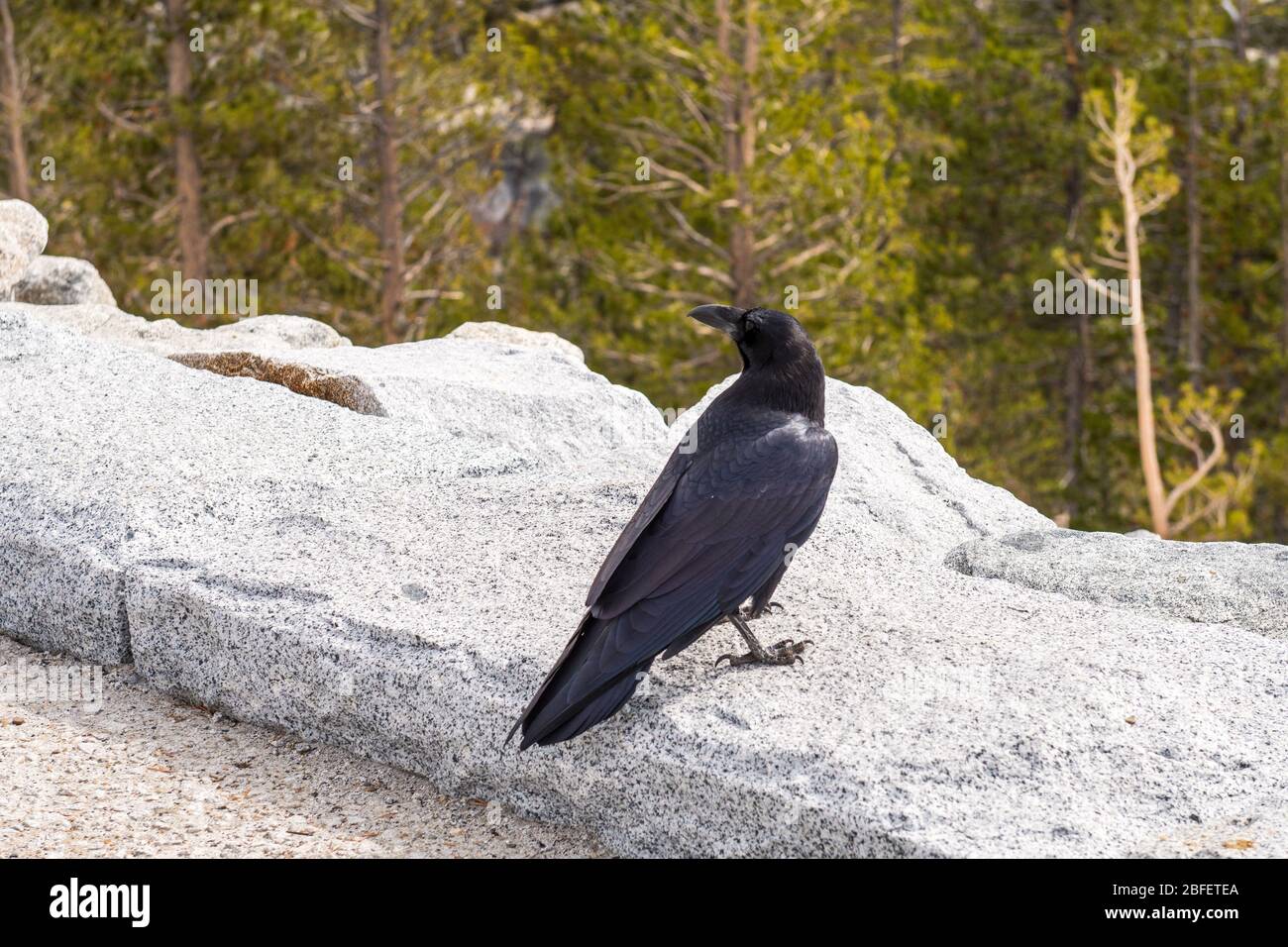 Crow on the edge of Olmsted Point lookout in Yosemite National Park, California, USA Stock Photo