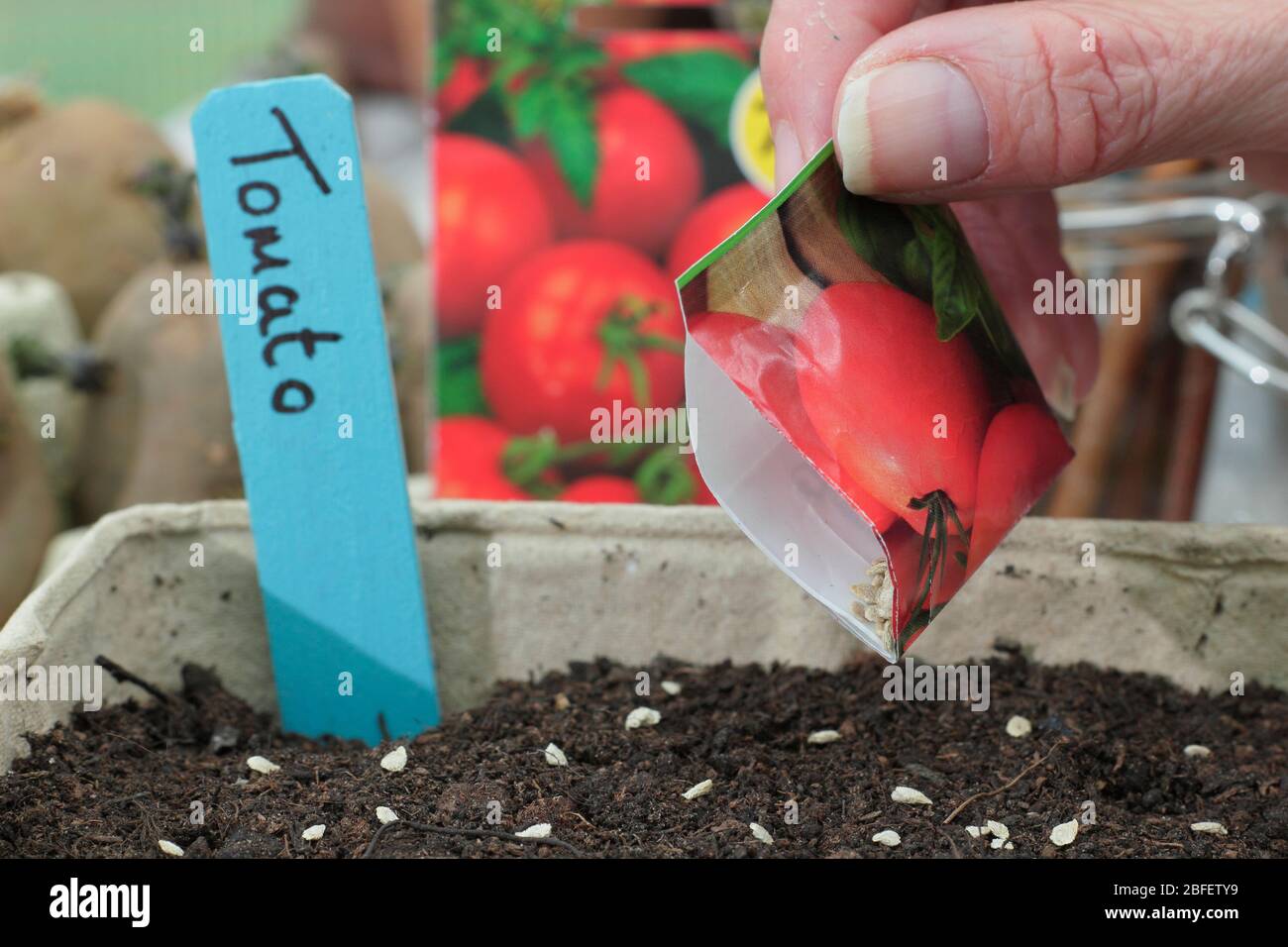 Solanum lycopersicum. Sowing tomato seed thinly and evenly in a clean tray in spring. UK Stock Photo