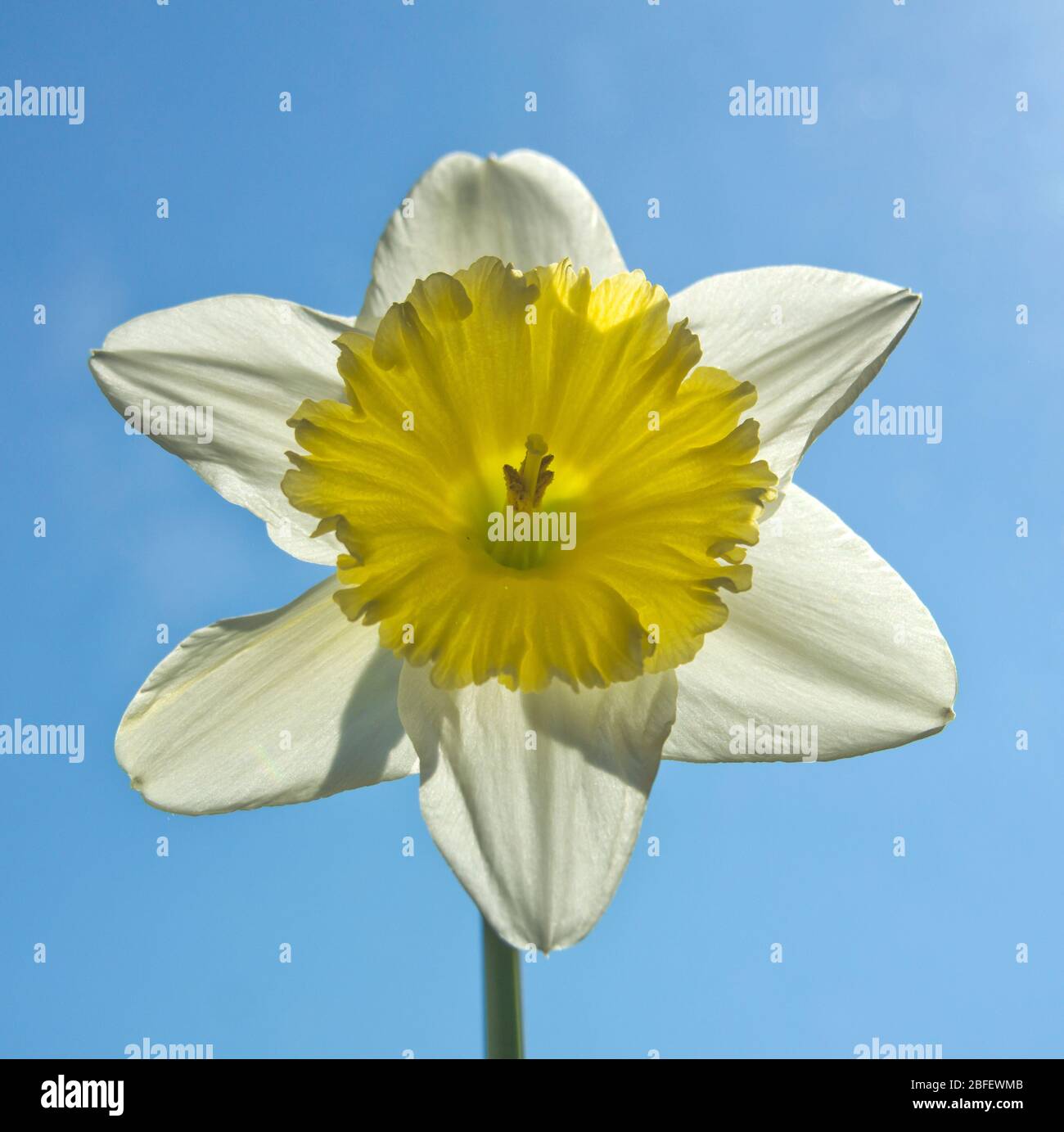 White daffodil with a blue sky background Stock Photo Alamy