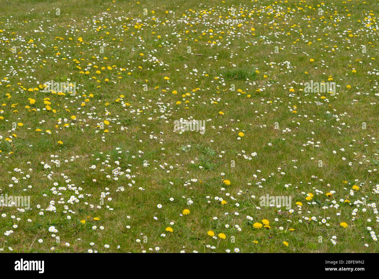 Dandelion daisy flowers hi-res stock photography and images - Alamy