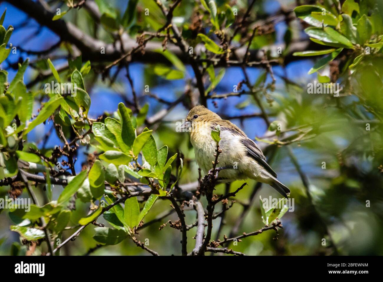 Female lesser goldfinch hi-res stock photography and images - Alamy