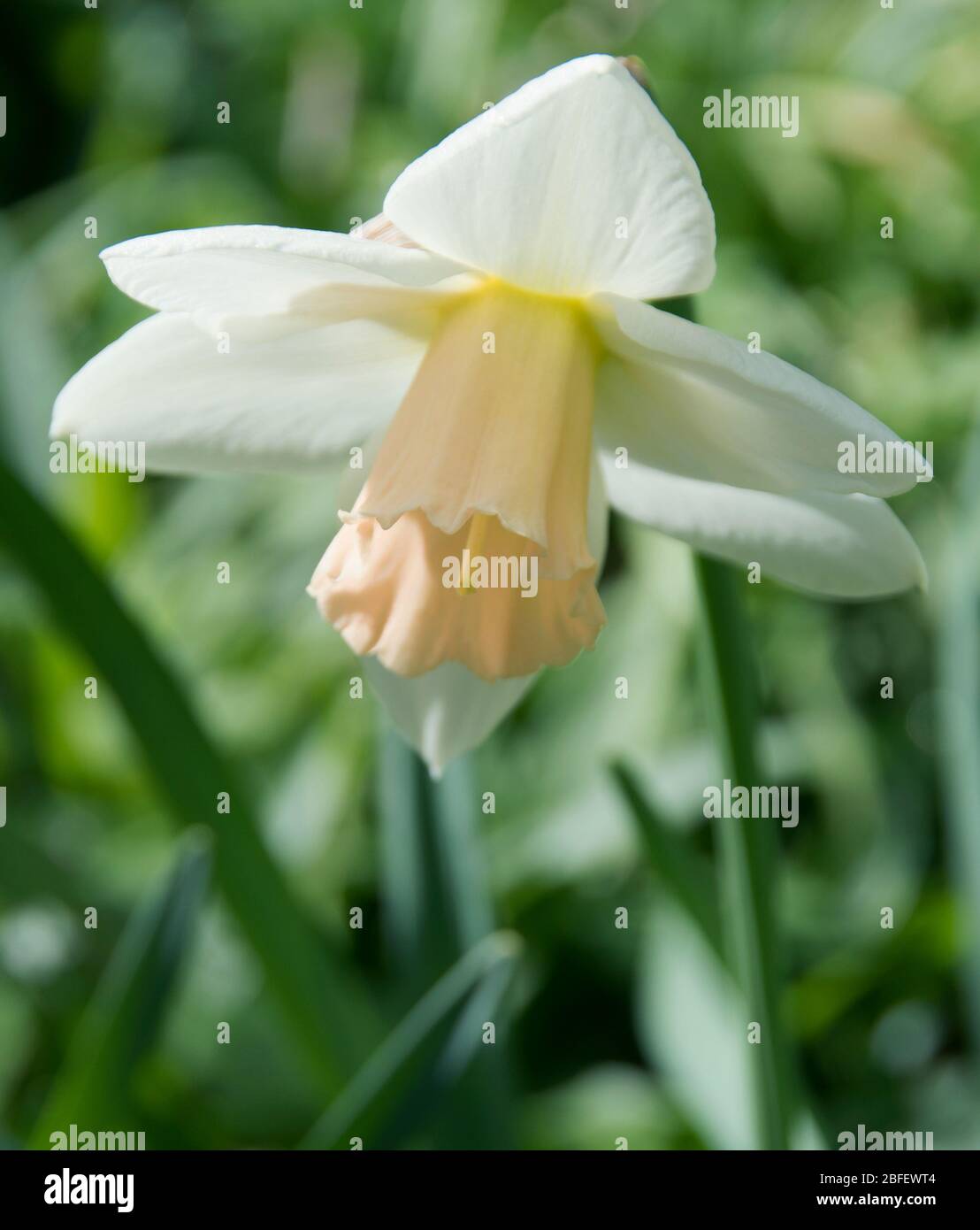 Narcissus 'Sweet Smiles' Stock Photo