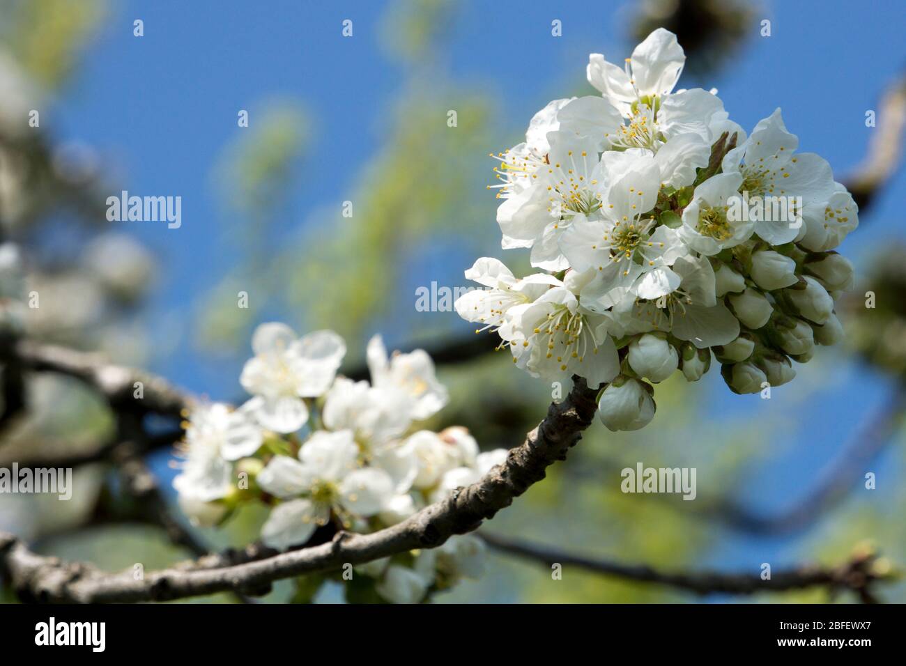 Cherry tree in full blossom Stock Photo