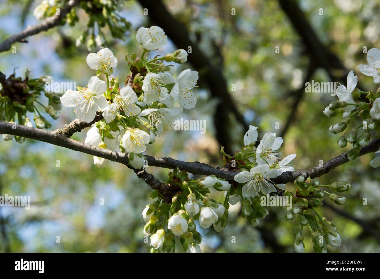 Cherry tree in full blossom Stock Photo