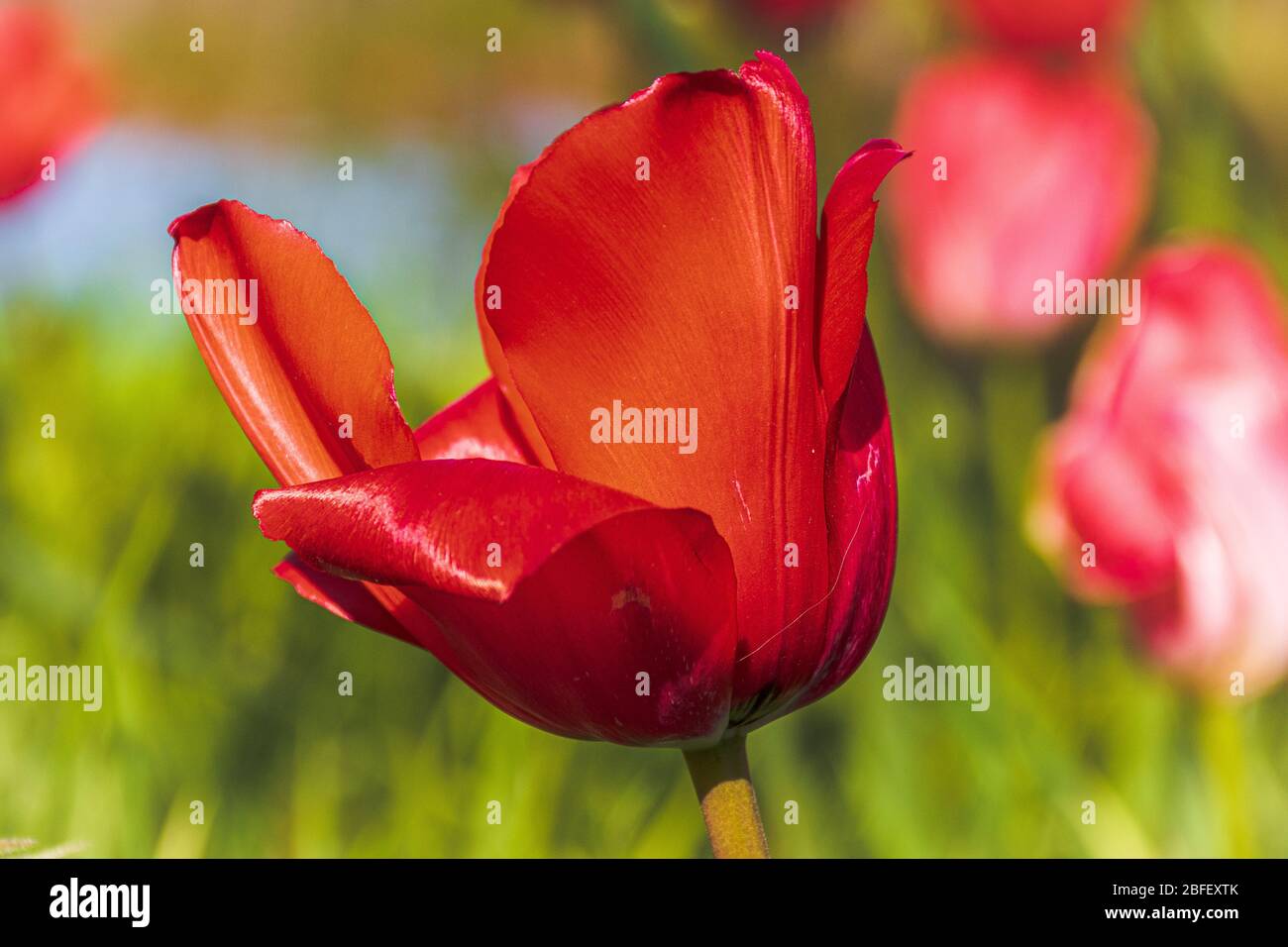 A close up of a red tulip Stock Photo