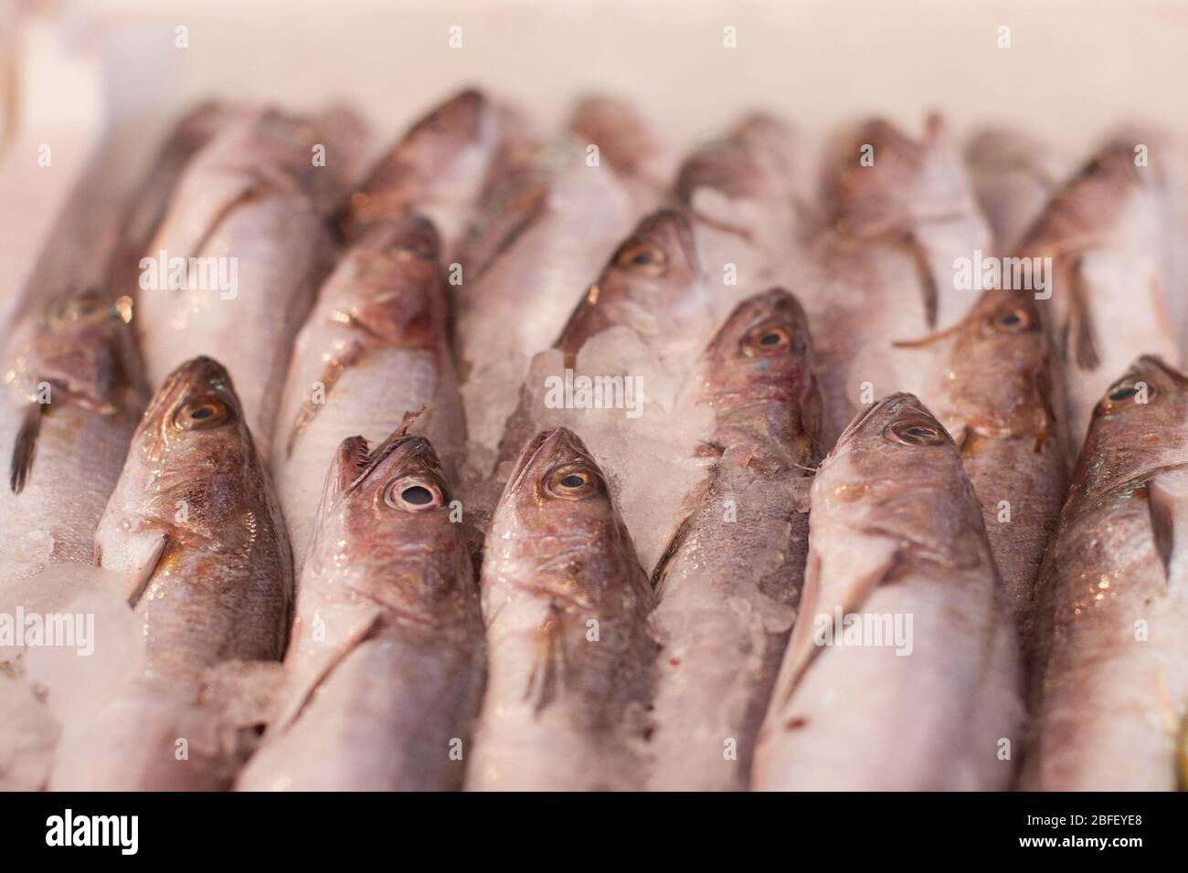 Fresh seafood, fish on ice at the fish market Stock Photo - Alamy