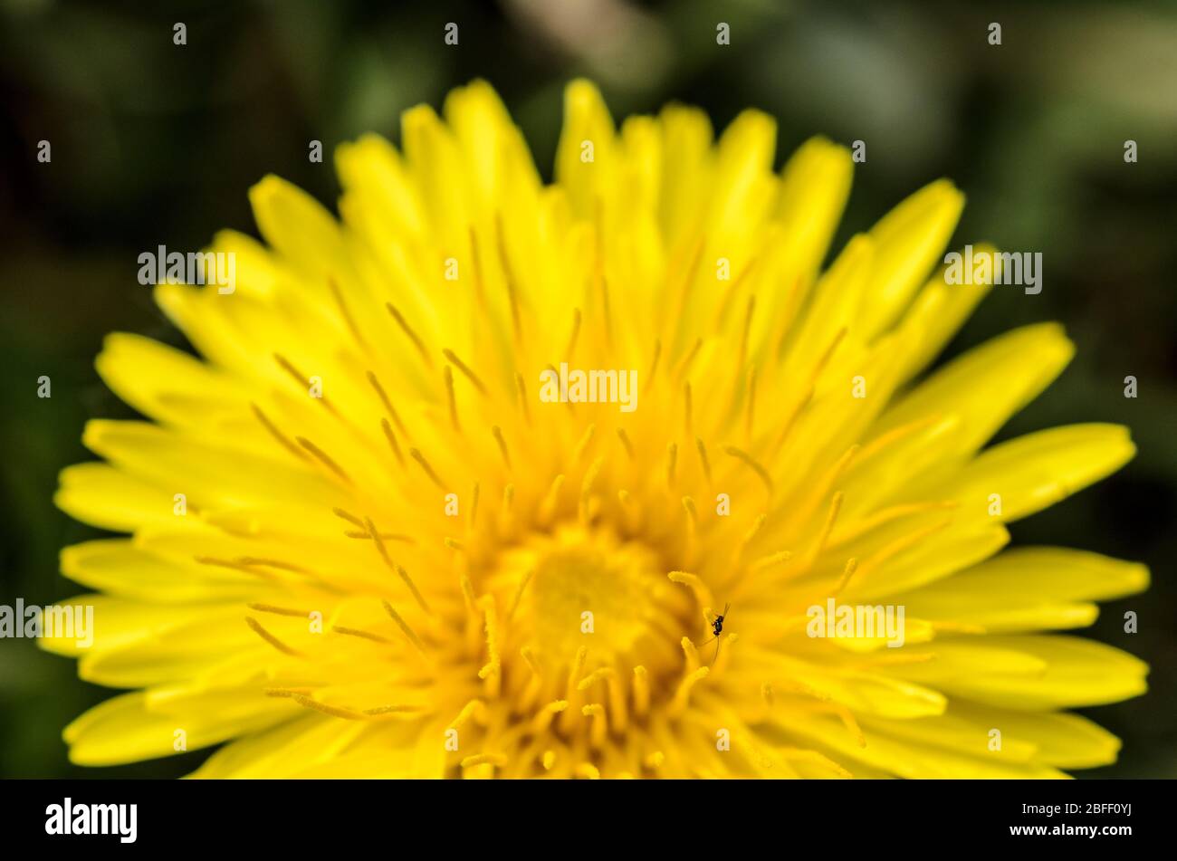 Sonchus oleraceus, common sow thistle flower in a meadow during springtime in the countryside in Germany, Western Europe Stock Photo