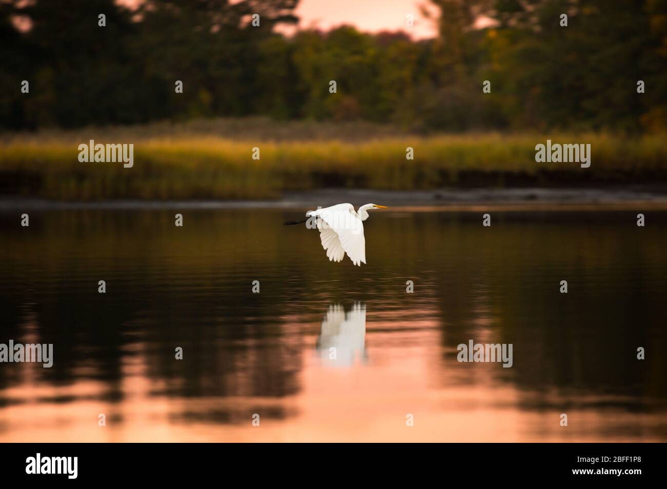 Coastal marsh birds hi-res stock photography and images - Alamy