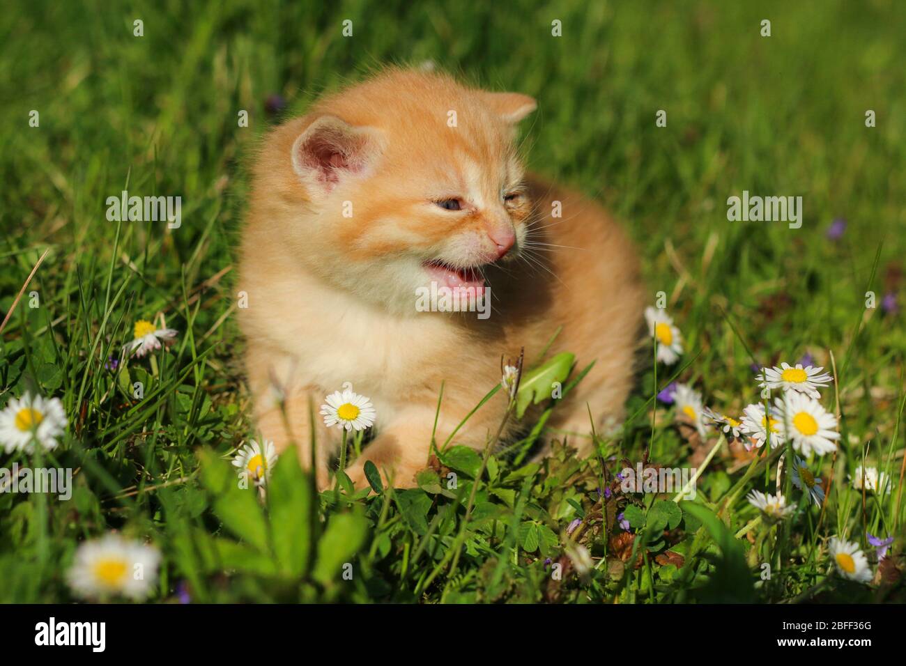 The portrait of a young three weeks old kitten in the grass and flowers. Looking cute and happy with funny expression while meowing. Stock Photo