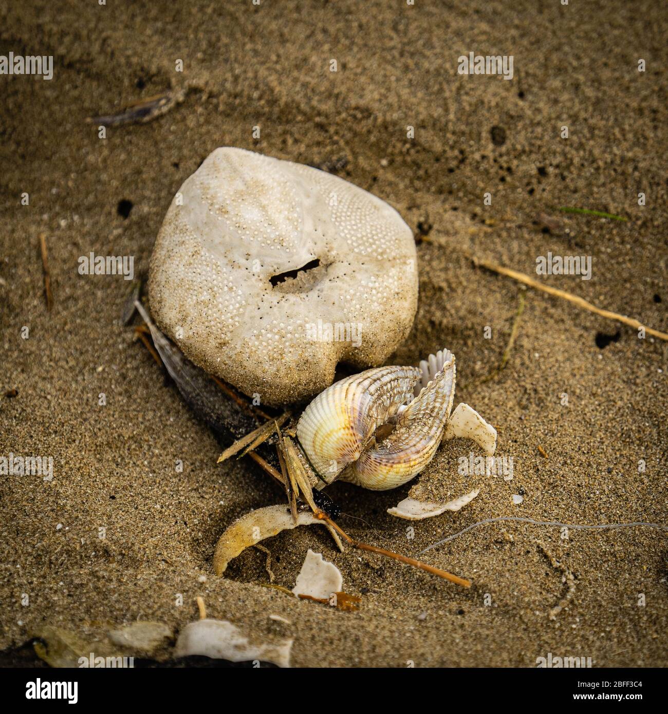 Sea urchin test and shells on a beach Stock Photo