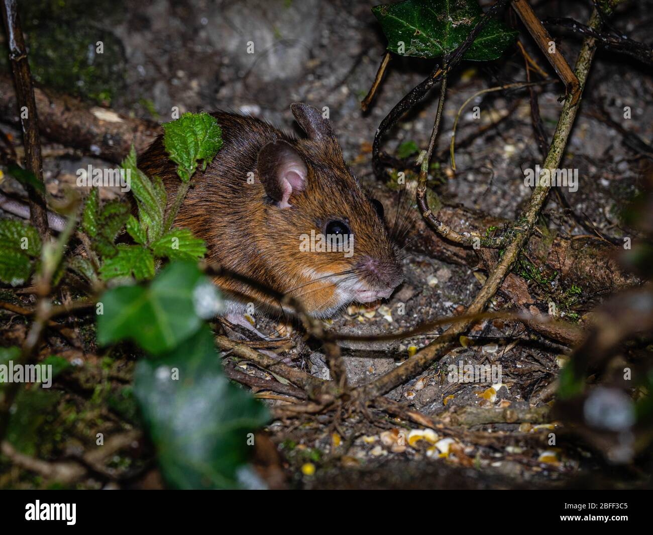 Mouse foraging for seeds at a feeding station for birds Stock Photo Alamy