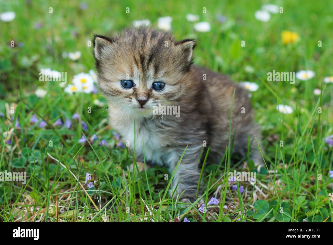 The portrait of a young three weeks old kitten in the grass and flowers. Looking cute and happy even with a bit squinting eyes. Stock Photo