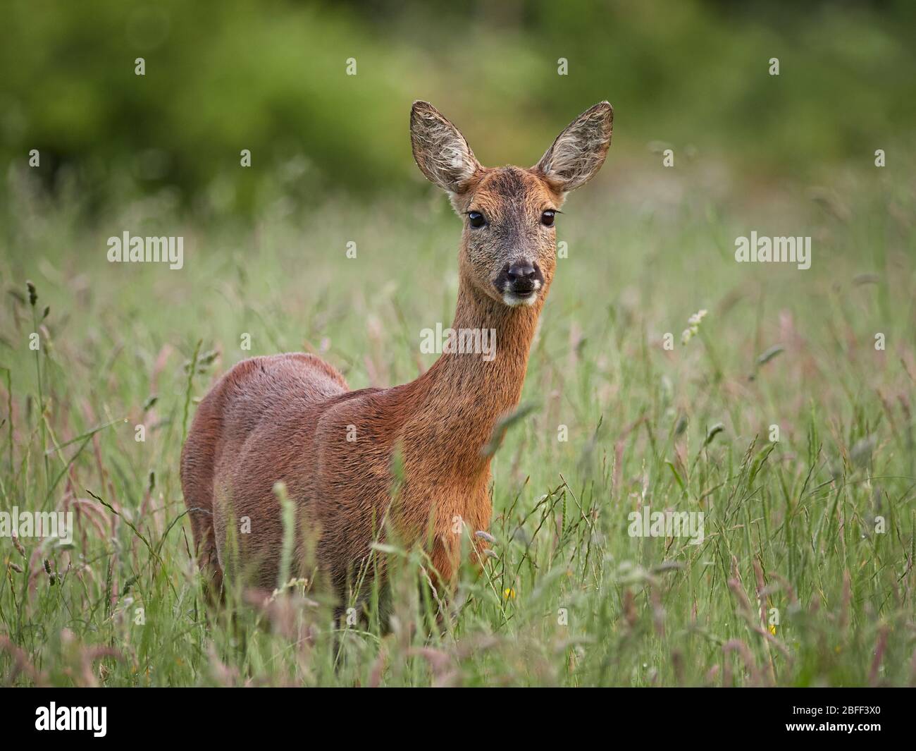 Roe Deer (Capreolus capreolus) Stock Photo