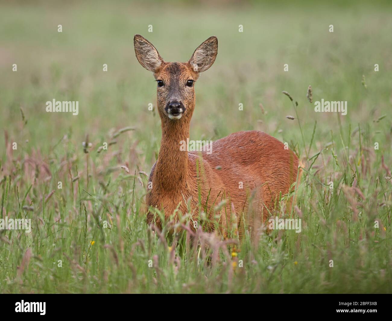 Roe Deer (Capreolus capreolus) Stock Photo