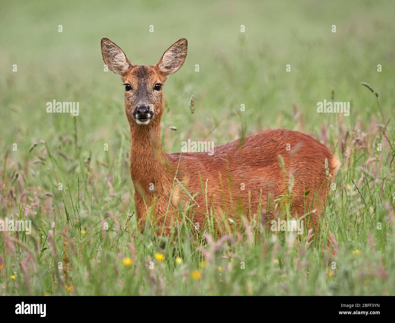 Roe deer doe uk hi-res stock photography and images - Alamy