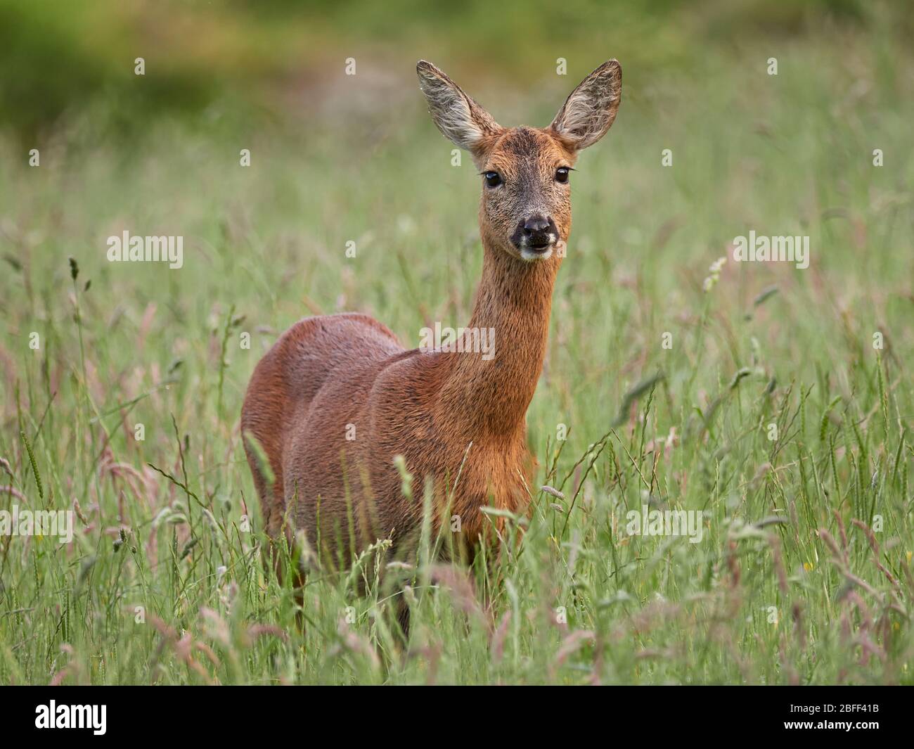 Roe deer doe uk hi-res stock photography and images - Alamy