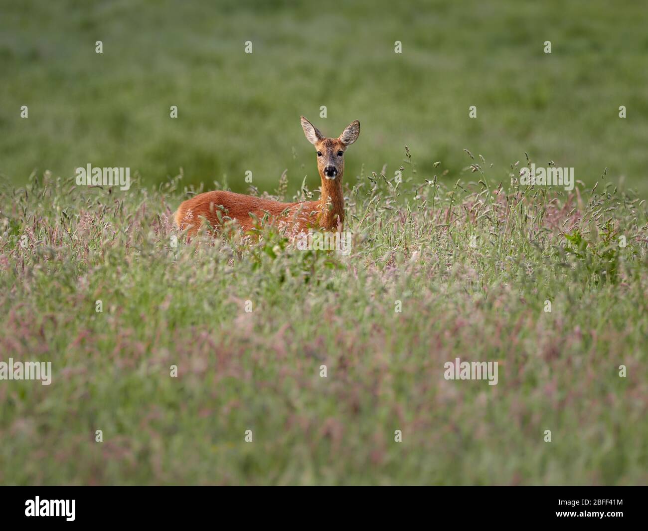 Roe Deer in long grass Stock Photo