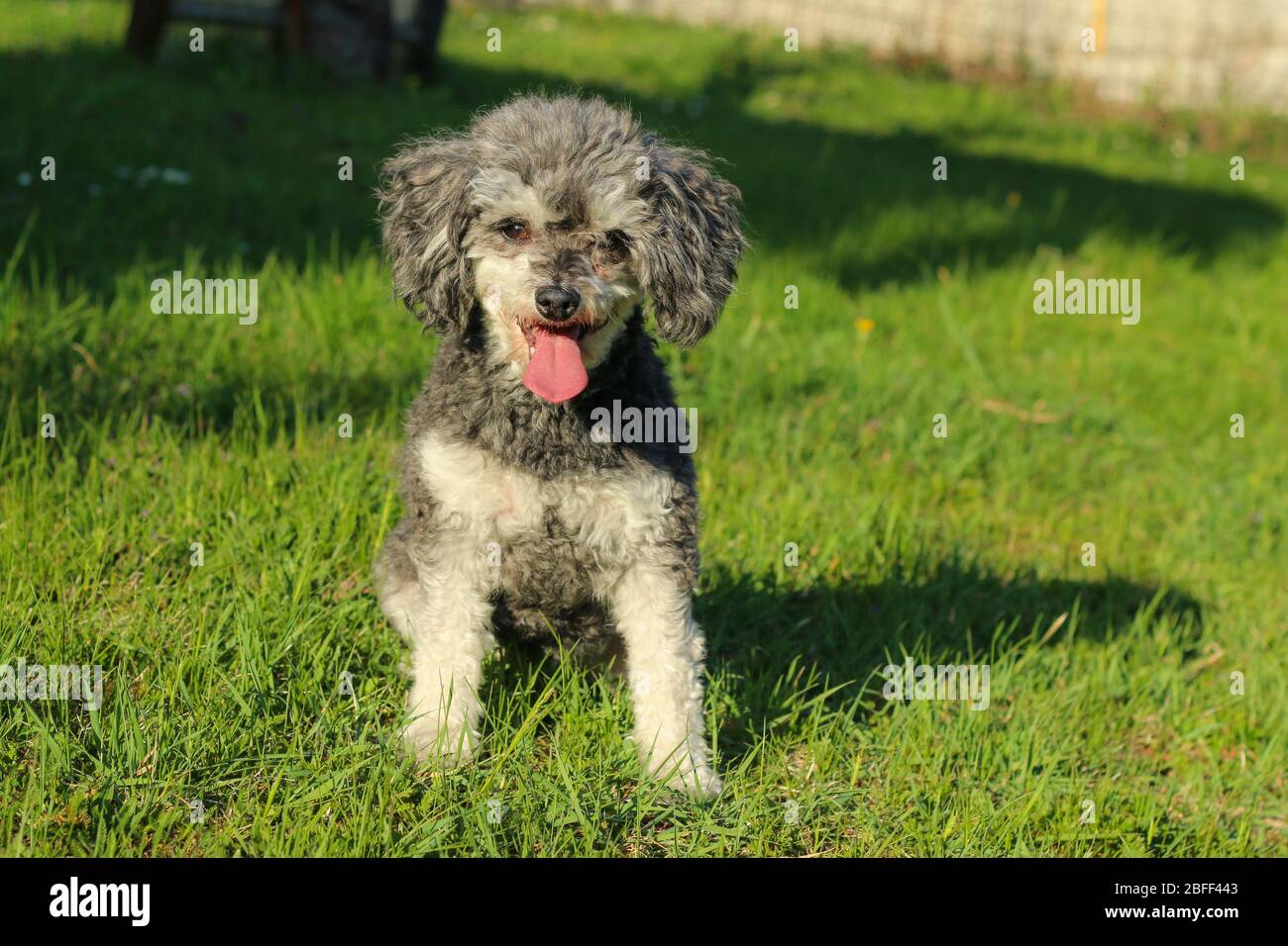 The portrait picture of the cute curly dog. It is a cross breed of poodle and shi tzu. Stock Photo