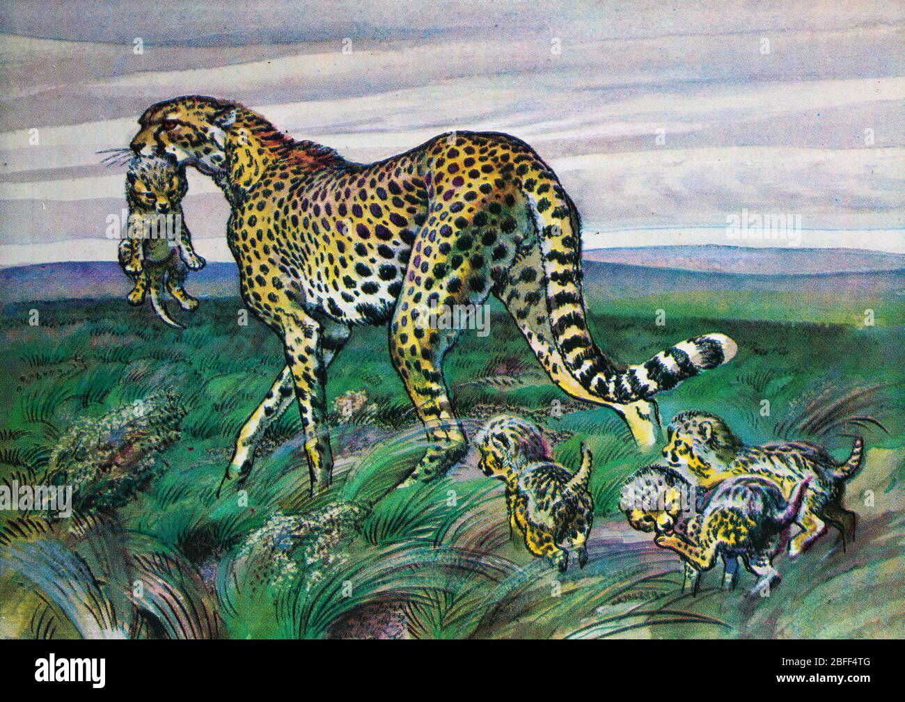 Asiatic cheetah, Acinonyx jubatus venaticus, Iranian, Persian cheetah