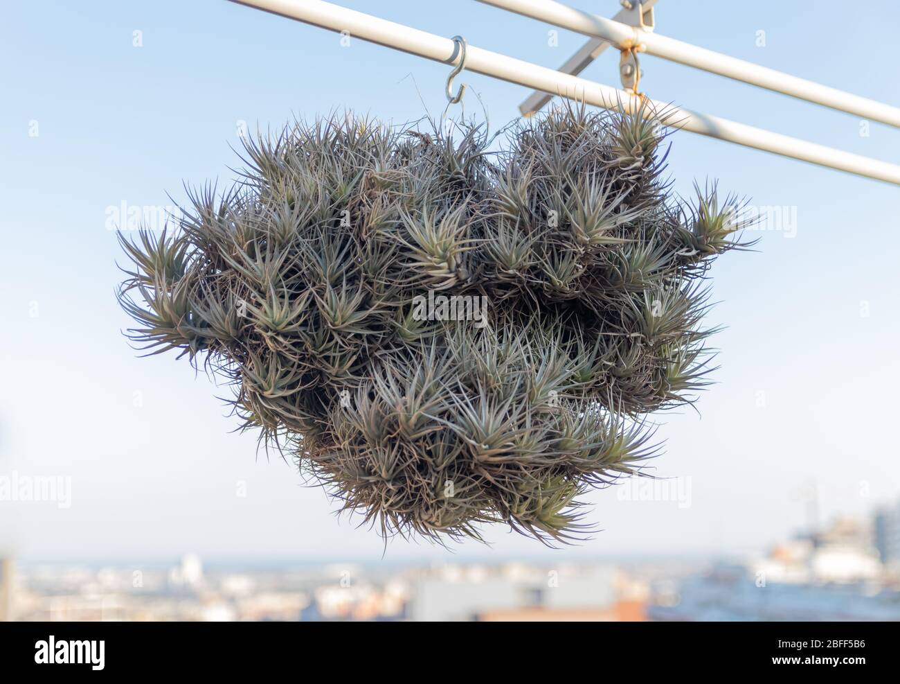 Tillandsia capitata hi-res stock photography and images - Alamy