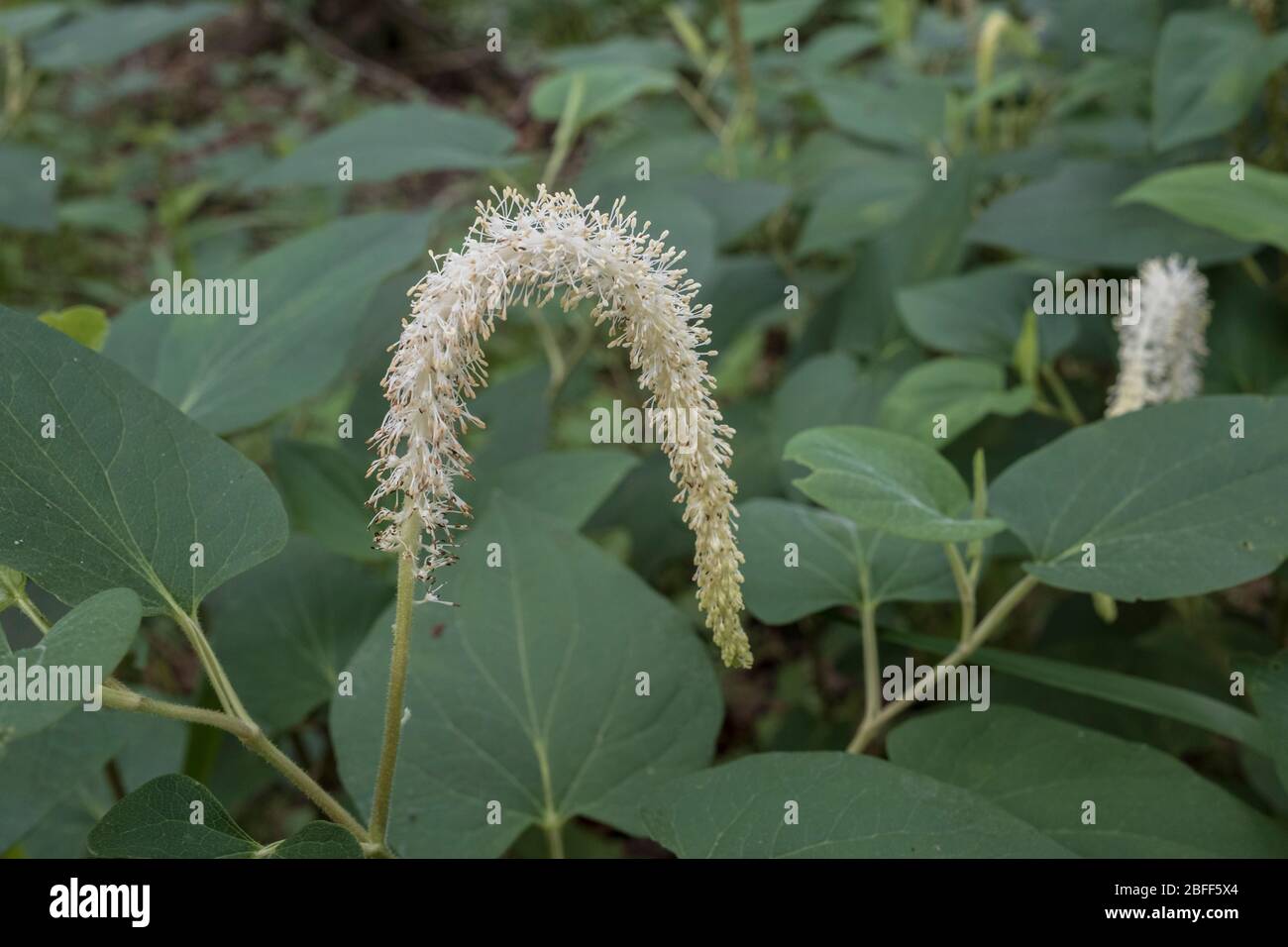 Lizard's Tail wetland plant. Saururus cernuus. An perenial aquatic wildflower. Range is most of Florida Stock Photo