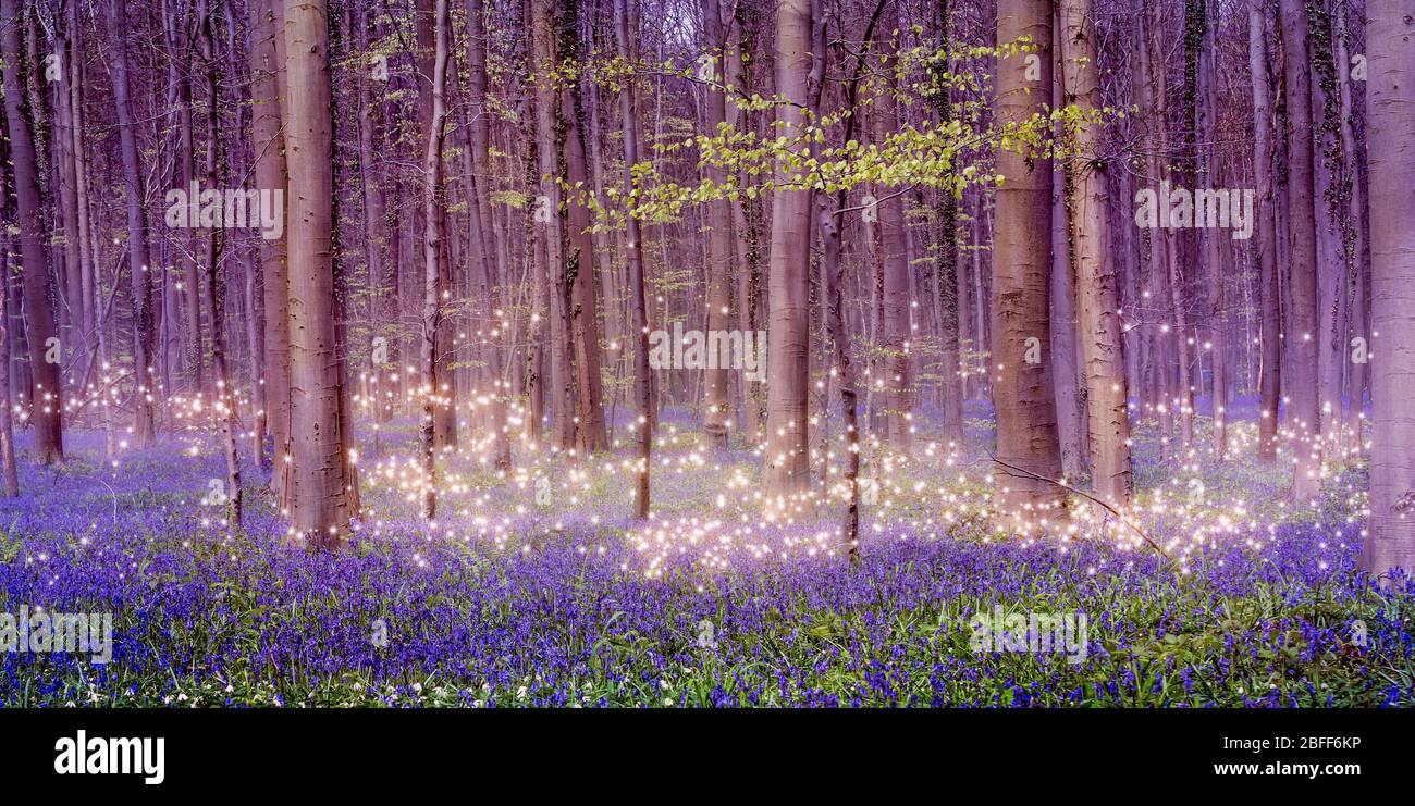 A magically enchanting fairytale forest landscape with shimmering pixie dust stars over a beautiful carpet of blue bluebells. Stock Photo