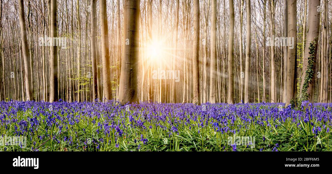 Breathtaking floral carpet with blue flowering bluebells and beautiful sun rays between the deciduous trees in the famous forest of Halle, Belgium. Stock Photo