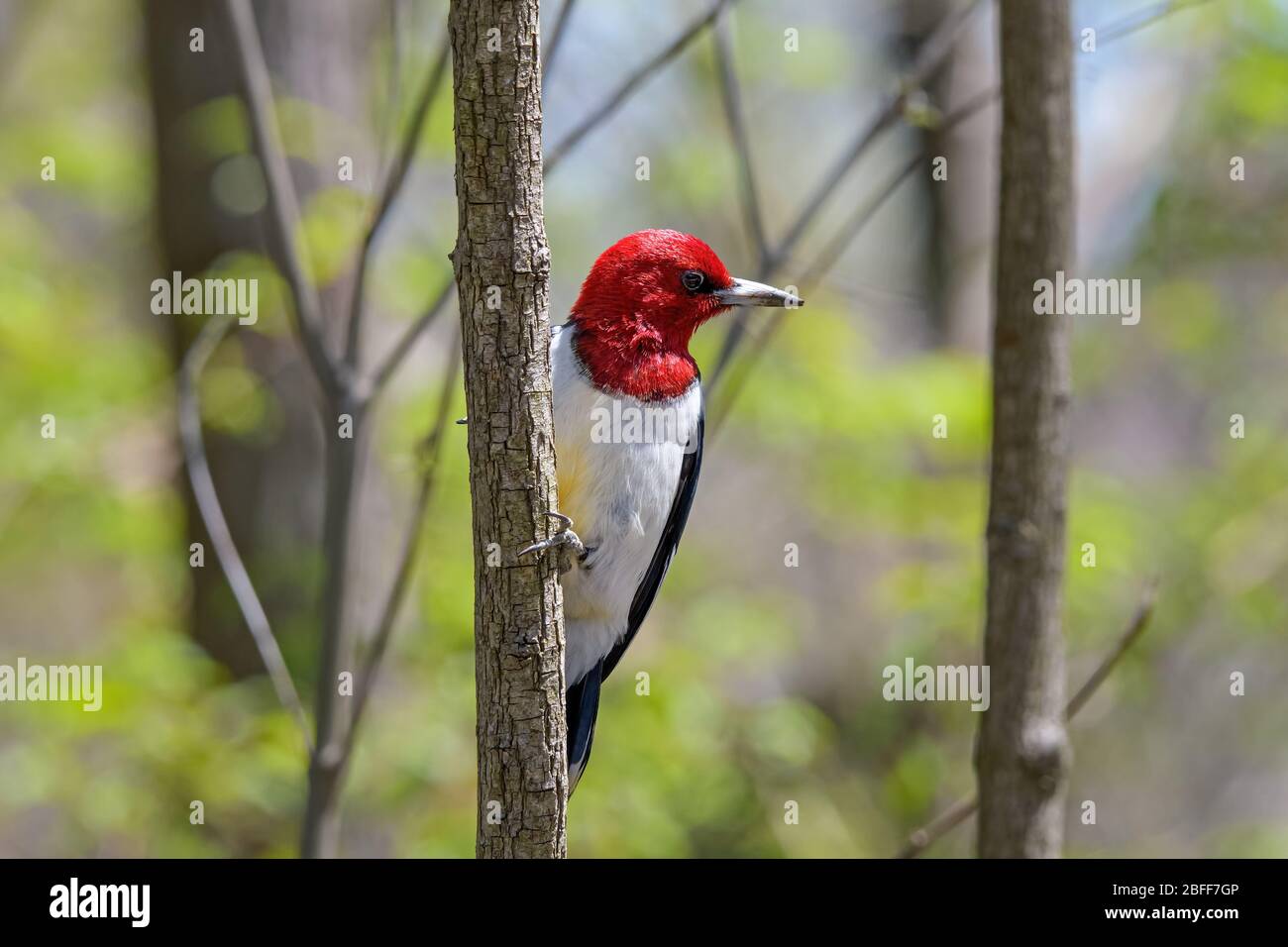 Red-headed woodpecker during spring migration. It is a small- or medium
