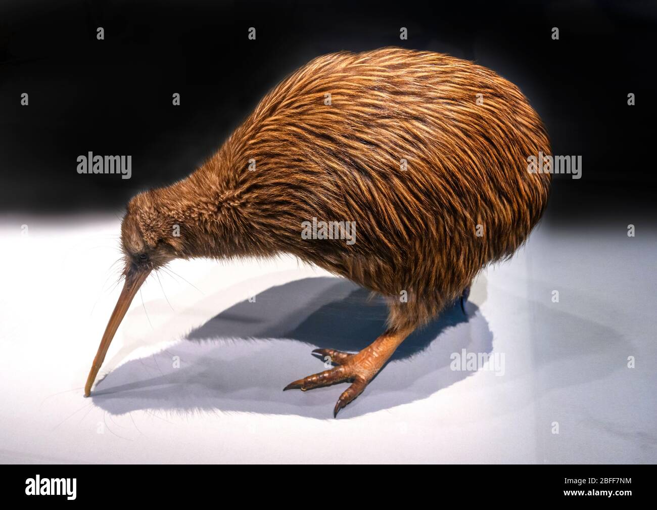 North Island Brown Kiwi (Apteryx mantelli), a flightless bird from New Zealand Stock Photo