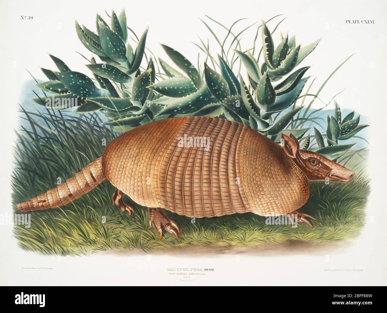 Download Nature Forest Green Wildlife Natural Tree Animal Wild Autumn Summer Beauty Park Trees Grass Brown Wood Background Outdoors Spring Leaf Travel Environment Sun Beautiful Landscape Macro Sunlight Light Plant Meadow Water Blue