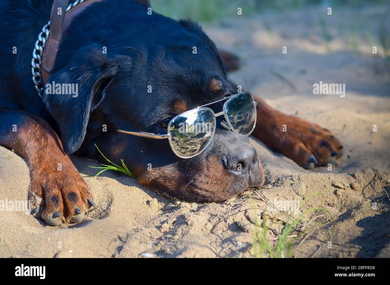 rottweiler with sunglasses