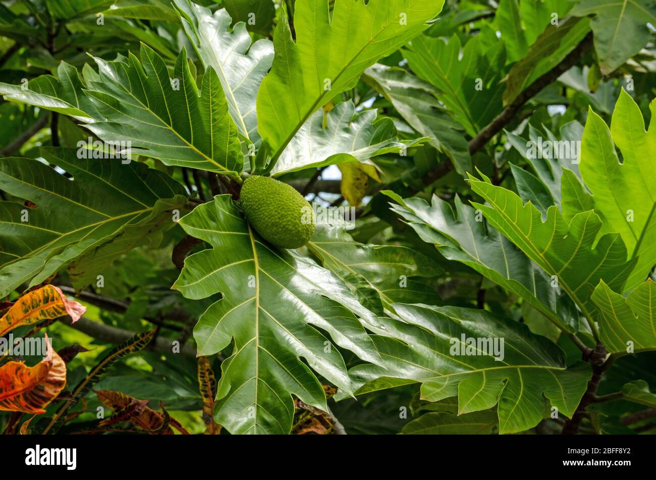 Breadfruit, latin name Artocarpus altilis, ripening on a tree in Tobago. Stock Photo