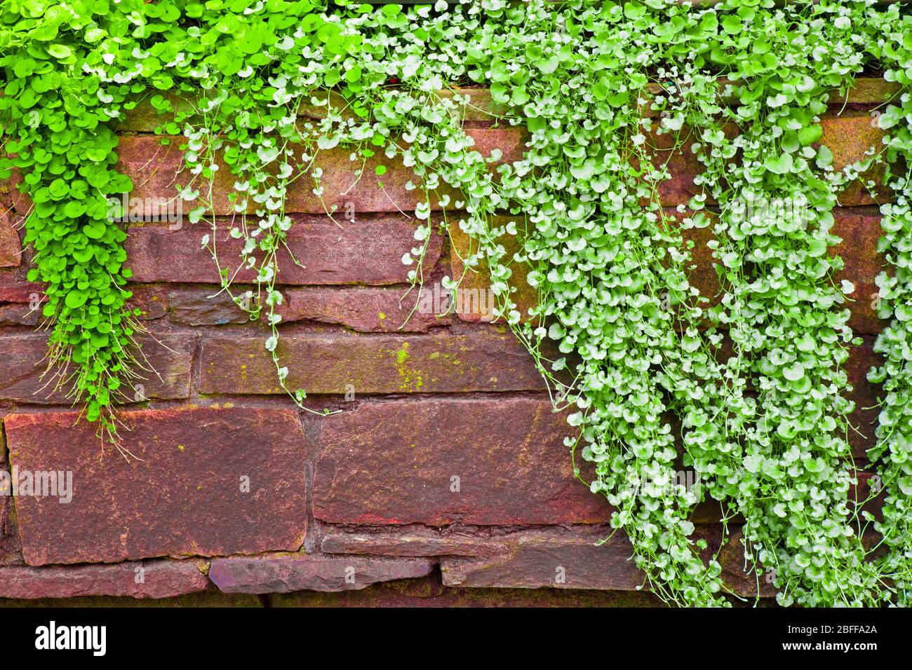 Stone wall with creeping plants Stock Photo