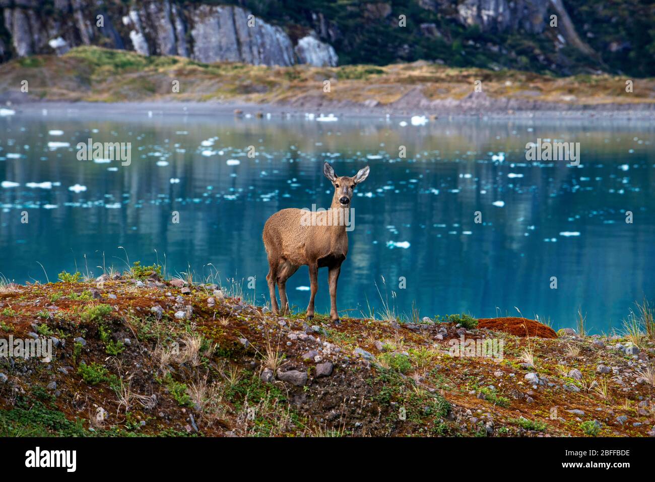 Huemul female deer at Amalia Glacier On The Edge Of The Sarmiento Channel - Skua Glacier - Bernardo O'Higgins National Park in Patagonia Chile fjords Stock Photo