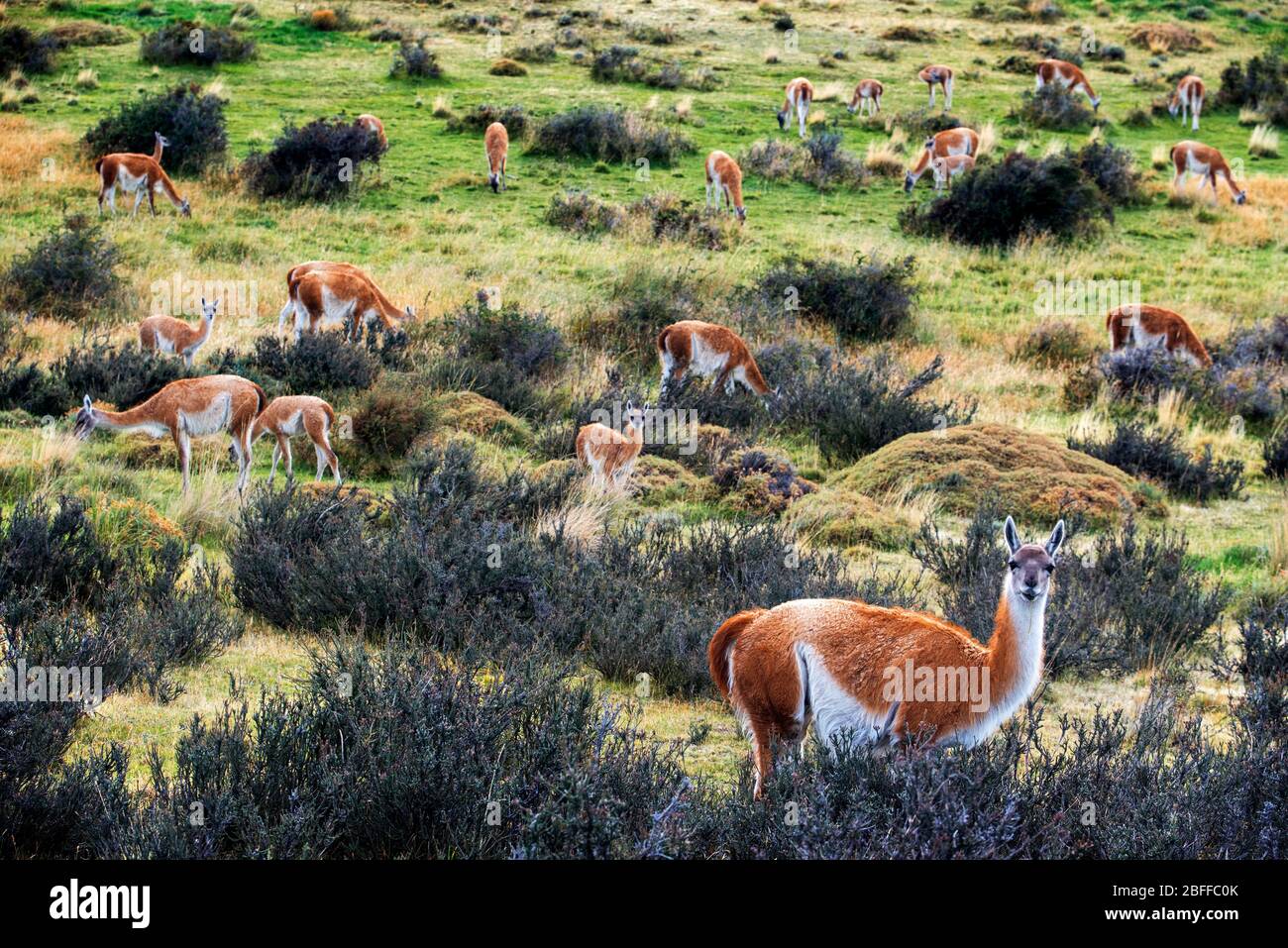 Small herd of Guanacos Lama guanicoe in Torres del Paine National Park Puerto Natales, Ultima Esperanza Province, Patagonia, Chile. Stock Photo