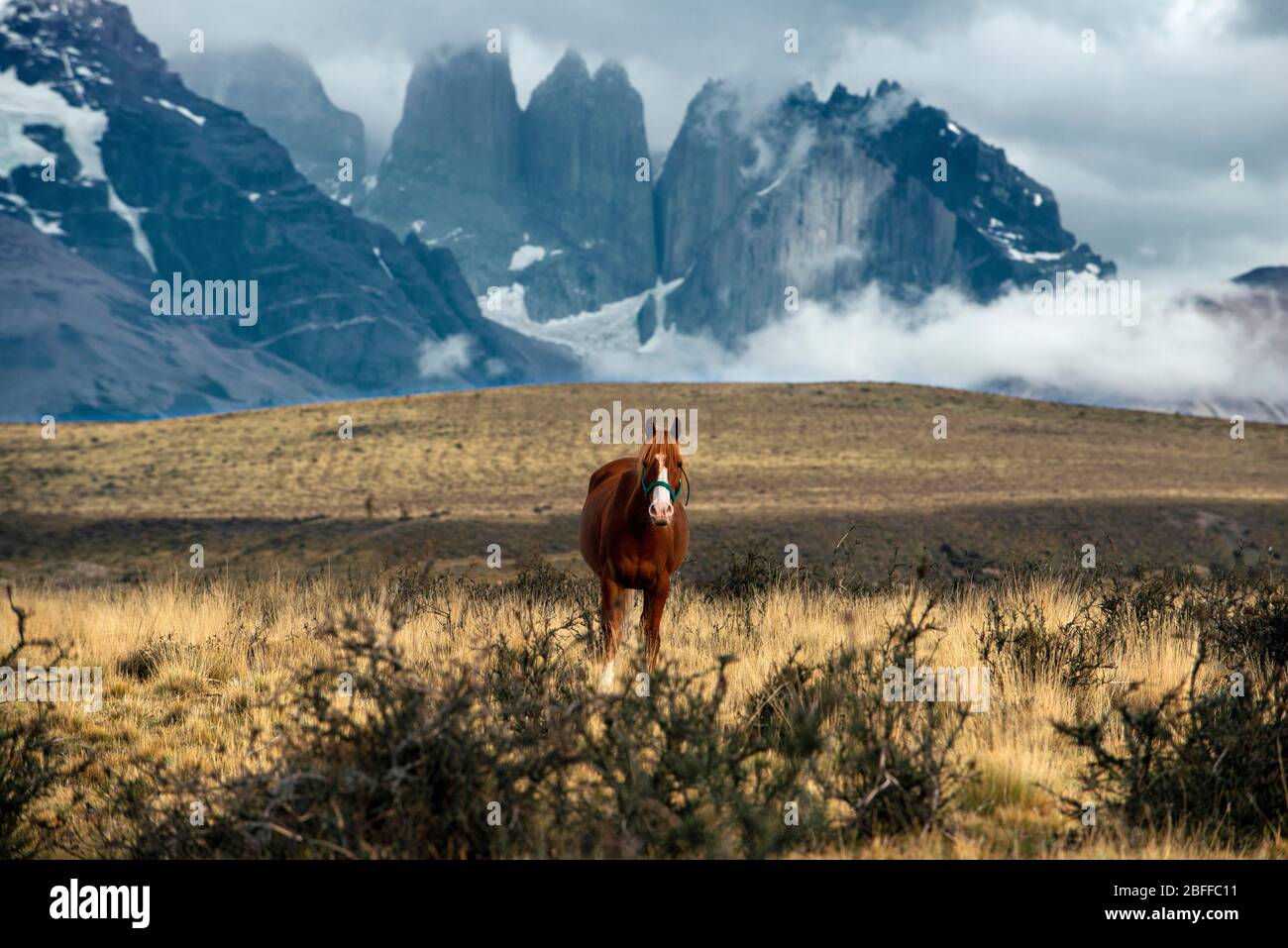 Torres del paine horse riding hi-res stock photography and images - Alamy